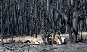 Фото: в результате пожаров в Австралии погибло более миллиарда животных, стихия усилилась