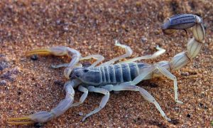 Скорпионы могли быть первыми существами, которые ступили на сушу
