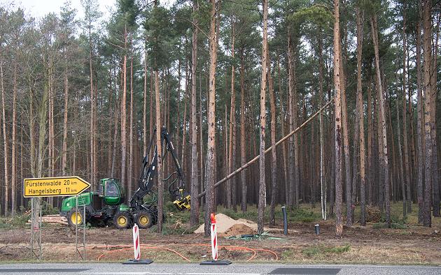 Фото: Tesla запретили вырубку леса под Берлином, где планировалось строительство завода