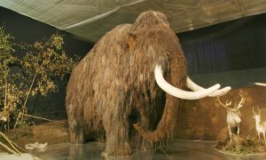 Фото: археологи откопали огромный бивень мамонта в Германии