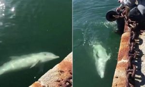 Фейки і правда про лебедів і дельфінів у Венеції