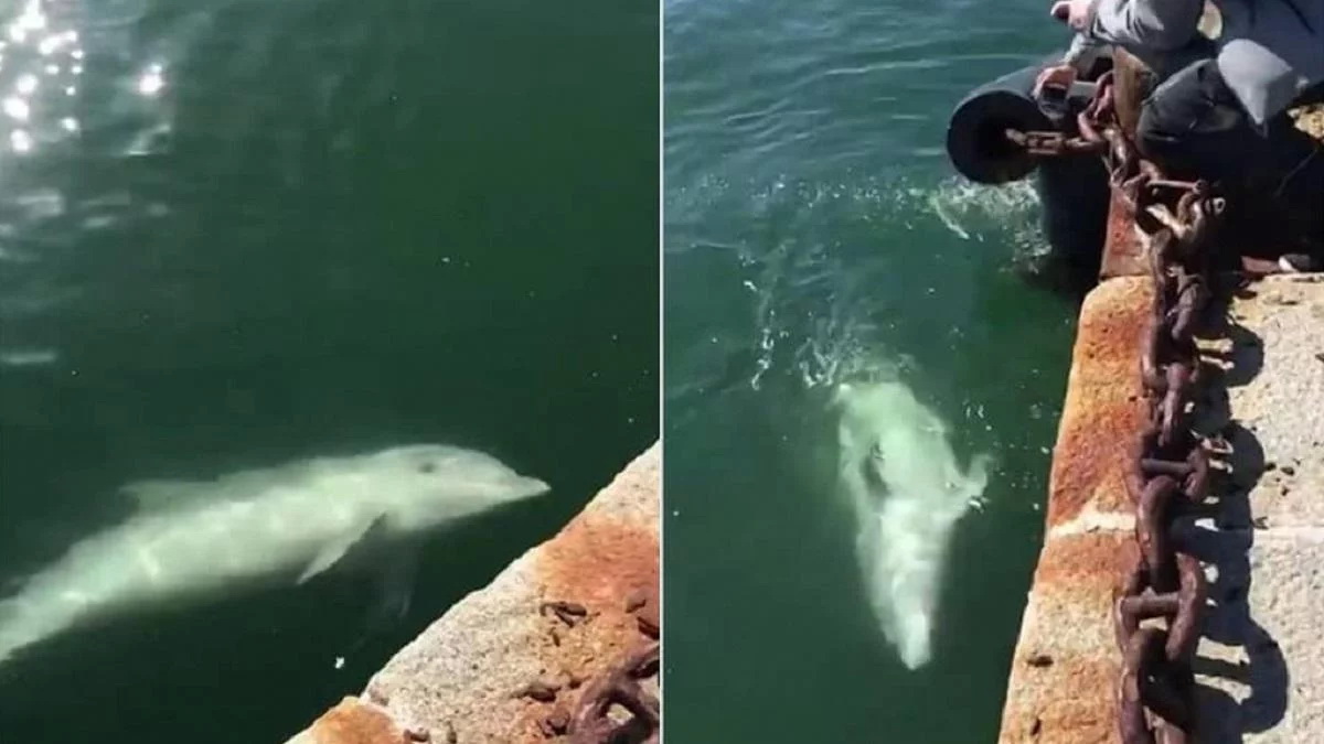 Фейки і правда про лебедів і дельфінів у Венеції