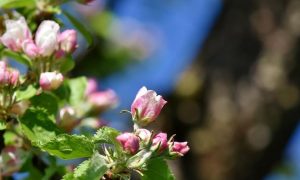 Пом'якшення карантину, дешевий газ, індексація пенсій та інші новини травня