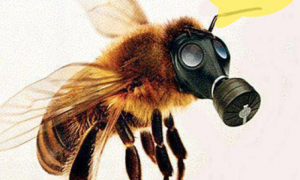 Мертві бджоли не гудуть: чому кожен рік в Україні гинуть ці корисні комахи