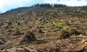 Фото: зйомка з дрона показала, як знищують Карпати