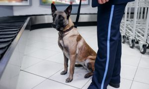 Собака может распознать коронавирус быстрее лаборатории