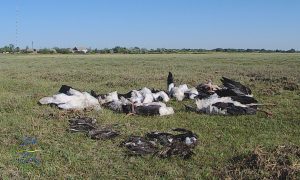 В Нацпарке «Тузловские лиманы» от града погибли сотни птиц