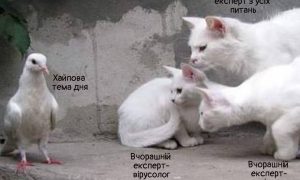 Як упізнати фейкового експерта