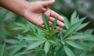 Фото: дрон прикордонників виявив на Одещині величезні плантації конопель