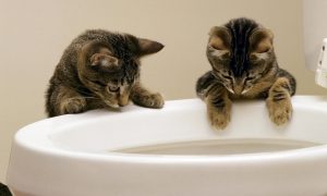 В Китае подтвердили, что коронавирус может распространяться через канализацию