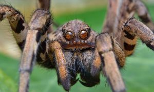 Львівщину атакує небезпечний павук-оса: у соцмережах залякують новим фейком