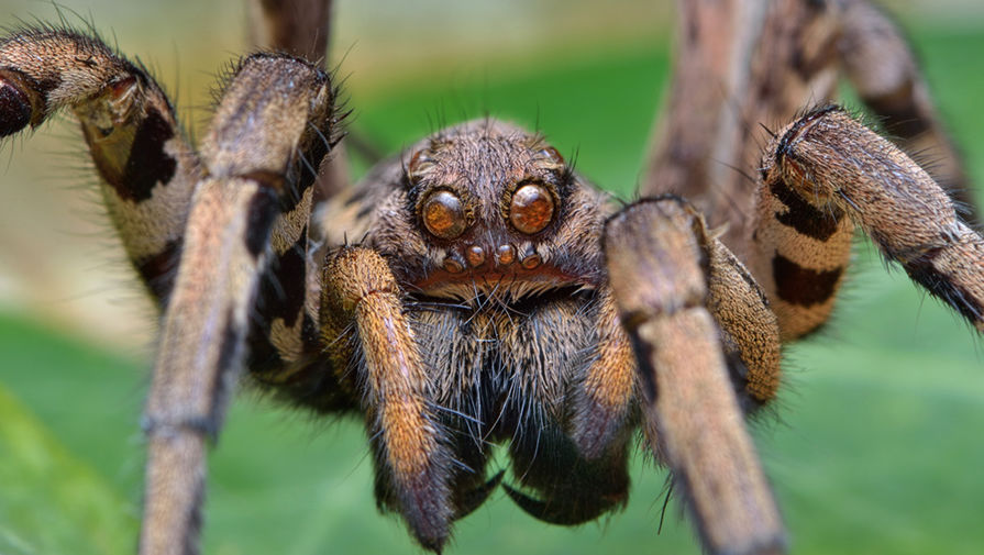 Львівщину атакує небезпечний павук-оса: у соцмережах залякують новим фейком