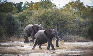 В Африке от неизвестной болезни массово умирают слоны