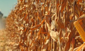 Фото: обезврежена вооруженная банда на комбайнах, грабившая фермеров Черкасщины