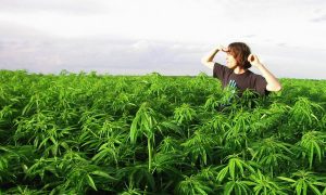 Фото: в Запорожской области выявили посевы конопли на 10 миллионов