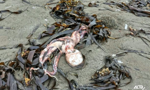 Экологическая катастрофа: на побережье Камчатки погибли сотни морских животных
