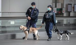 МВС планирует запустить проект по выявлению COVID-19 с помощью собак