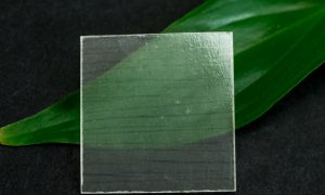 В США создали прозрачную древесину, которая сгибается и напоминает пластик