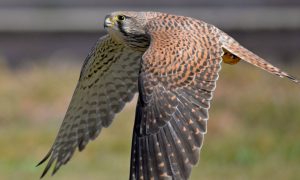 Фото: в Чернобыле обнаружили редкий вид хищных птиц