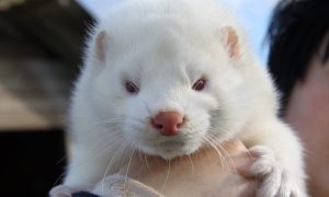 В Дании убитые из-за мутировавшего COVID-19 норки «поднимаются из могил»