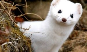 Спасти норок: ВОЗ призывает Данию пока не уничтожать животных из-за коронавируса