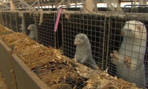 Украинские звероводы прокомментировали ситуацию с коронавирусом на норковых фермах
