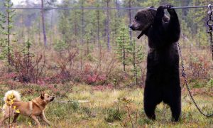 В Италии поймали медведицу, которая насмерть загрызла бегуна