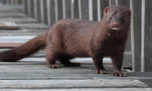 Украинские фермы готовы вакцинировать норок от коронавируса