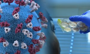 Ученые нашли способ быстрого уничтожения COVID-19