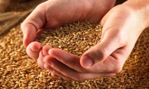 Киев накажет Сирию за покупку награбленного рашистами украинского зерна