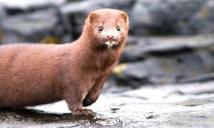 В США обнаружили первый случай инфицирования коронавирусом норки