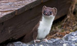 Как в фильме ужасов. Десятки зараженных коронавирусом животных сбежали с ферм в Дании