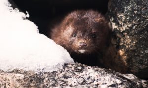 Ученые выяснили, что мутация коронавируса у норок оказалась менее опасной для людей