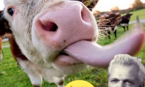 Яких сфер найбільше торкнеться українізація послуг