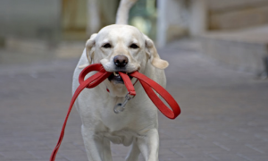 В Канаде женщина решила «выгулять» своего мужа, чтобы обойти комендантский час