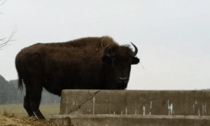 Фото: дикие животные атаковали посетителей эко-парка под Киевом