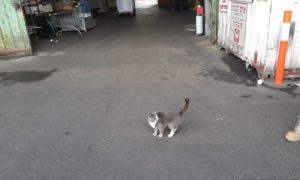 Фото: в порту Хайфы нашли кошку, прибывшую из Одессы в контейнере с конфетами