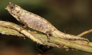 Фото: ученые нашли на Мадагаскаре самую маленькую в мире рептилию