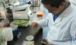 Фото: в Китае проросли побывавшие на Марсе семена риса