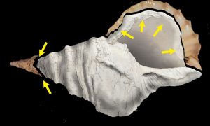 Ученым удалось воссоздать звучание музыкального инструмента из ракушки, которому 17 тысяч лет