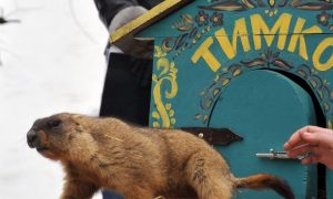 Харьковский сурок Тимка сделал прогноз на приход весны и преодоления коронавируса для украинцев