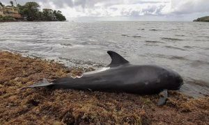 На побережье острова в Мозамбике найдены более ста мертвых дельфинов