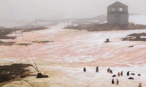 Фото: на украинской антарктической станции появился разноцветный снег