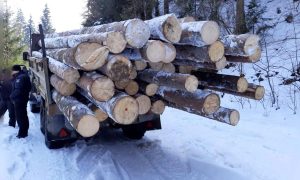 Фото: полиция разоблачила незаконную вырубку леса на Прикарпатье