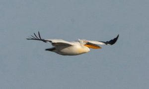 «Редкое явление». Под Одессу прилетели кудрявые пеликаны – фото