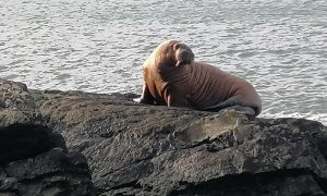 В Ирландии впервые в истории заметили моржа. Он пересек Атлантику, заснув на айсберге — видео