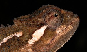 Добре ховався. В Ефіопії виявили новий вид хамелеонів