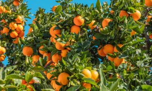 В Испании будут вырабатывать электроэнергию из апельсинов