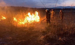 Фото: в Закарпатье загорелась Долина нарциссов