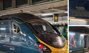 В Лондоне на 2,5 часа задержали скоростной поезд из-за кошки на крыше